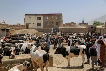 Menengok pasar ternak jelang Hari Raya Idul Adha di Afghanistan