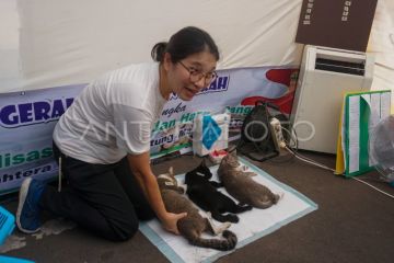 Operasi sterilisasi kucing di Batang