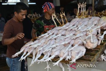 FOTO - Kenaikan harga ayam potong jelang Idul Adha di Aceh