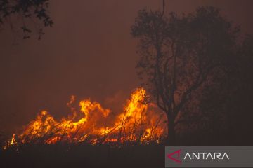 Kebakaran hutan dan lahan di Kalsel semakin meluas