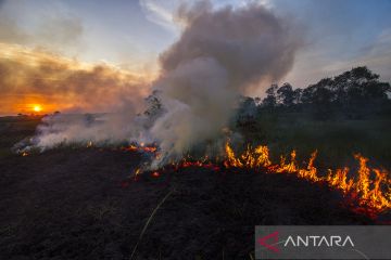 Luas Karhutla di Kalsel Capai 191 Hektare