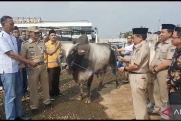 Pemkab kirim hewan kurban ke Kepulauan Seribu dengan kapal tradisional