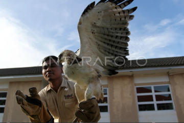 Perawatan Elang Brontok di Agam