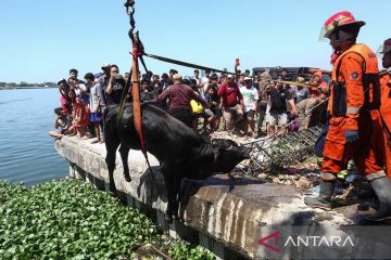 Evakuasi sapi tercebur ke Bozem Morokrembangan
