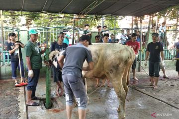 Masjid Jami Tebet Timur bagikan 1.800 kantung daging kurban hari ini