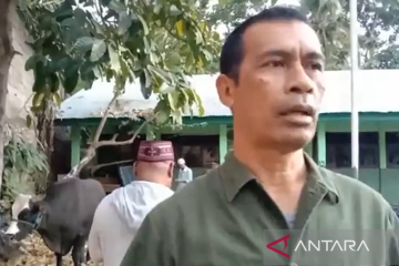 Presiden Jokowi bantu satu ekor sapi kurban bagi umat muslim di NTT