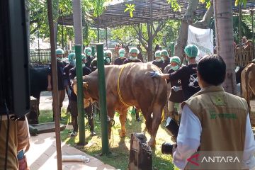 Sapi milik Heru Budi Hartono disembelih pertama di JIC