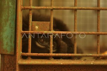 Owa Ungko hasil serahan warga