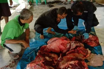 Dinas Pertanian Kudus tak  temukan  hewan kurban berpenyakit