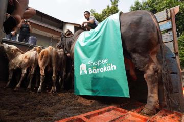 Shopee Barokah bagi-bagi daging kurban sapi limosin bersama LAZISNU