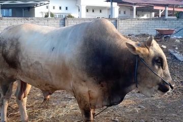 Perkenalkan Arjuna, sapi kurban Presiden Jokowi untuk warga Sulteng