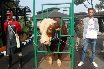 DKPP Kota Bandung beri tanda hewan kurban bebas dari penyakit