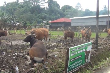 DPRD Kota Ambon minta Pemkot Ambon perketat awasi hewan kurban
