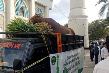 Gubernur Isran Noor serahkan sapi peternak lokal bantuan Presiden