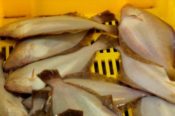 Hasil tangkapan ikan Jepang capai rekor terendah pada 2022