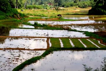 Lima daerah di Sumbar waspada dampak El Nino dan IOD