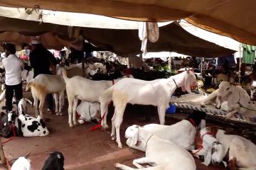Pasar kambing di ibu kota India kian ramai jelang Idul Adha