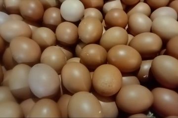 Pemkot Tangerang minta pedagang jual telur ke UMKM demi tekan harga