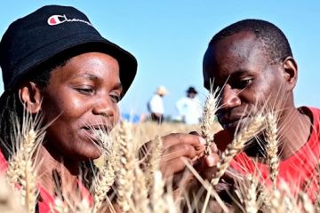 Mahasiswa Afrika rasakan pengalaman panen musim panas di Hebei, China