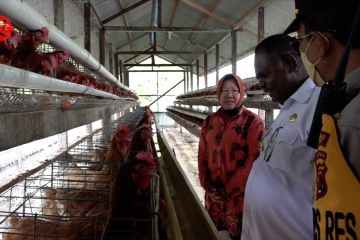 Kemensos bangun kandang ayam petelur di Asmat untuk bantu tekan harga