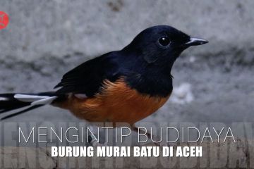 Mengintip budidaya burung Murai Batu di Aceh