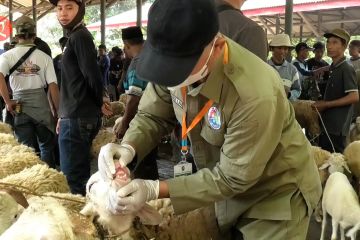 Pemkab Temanggung intesif tes kesehatan dan distribusi hewan ternak
