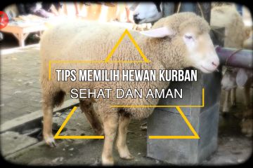 Tips memilih hewan kurban sehat dan aman