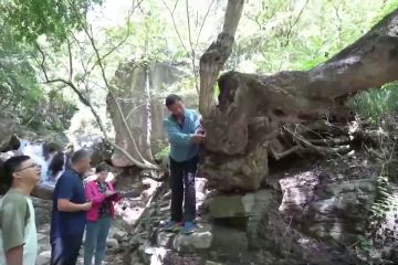 Sekumpulan pohon hornbeam purba ditemukan di China utara