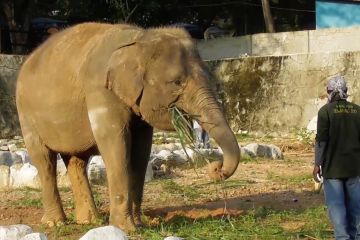 Semarang Zoo hadirkan dua koleksi satwa baru, Bona dan Zella