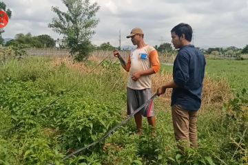 Siasat petani di Cilegon hadapi musim kemarau