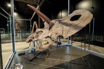 Tengkorak dinosaurus terbesar di dunia dipamerkan di Denmark
