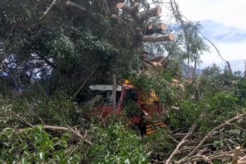 Tunggu antrean di Pelabuhan Ternate, truk tertimpa pohon tumbang