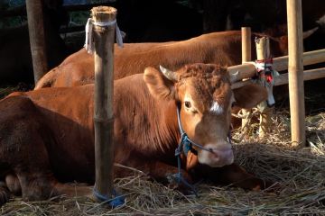 Waspada cacar sapi, DKPP Jabar imbau warga beli sapi bertanda pengenal