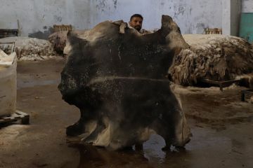 Melihat pekerja pabrik penyamakan kulit di Gaza awetkan kulit mentah