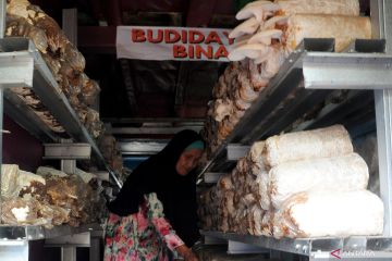 Kampung sayur cempako Palembang