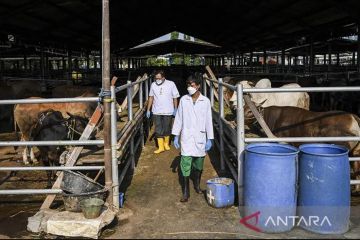 Kemenkes: Tiga warga Gunung Kidul meninggal akibat antraks