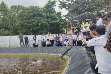 Lampung kembangkan budidaya udang vaname air tawar