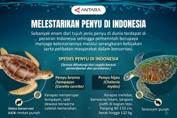 Melestarikan penyu di Indonesia