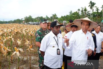 Presiden Jokowi panen jagung di lumbung pangan Keerom Papua