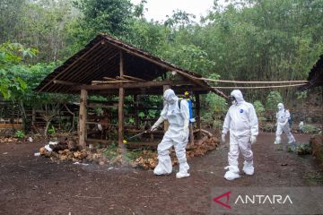 Penyemprotan dekontaminasi bakteri antraks di Gunungkidul