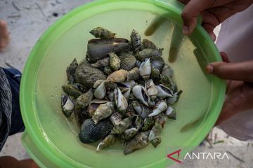 Cari siput saat air laut surut