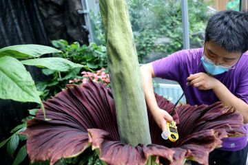 Kebun raya nasional akan dirikan lab perlindungan tanaman ex situ