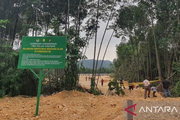 DKLH Papua tegaskan hutan bakau harus dilindungi