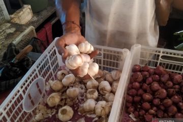 Harga bawang putih di Gianyar Bali capai hingga Rp55 ribu per Kg
