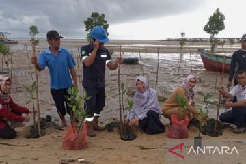 PT Timah-pokmas se-Bangka Barat tanam ratusan mangrove