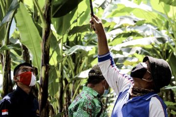 Bappeda Lampung sebut pertanian hijau dukung transformasi ekonomi