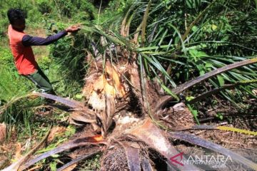 Gajah mengamuk dan rusak kebun kelapa sawit di Aceh Barat