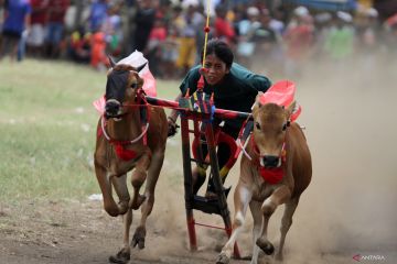 Karapan sapi merah di Probolinggo