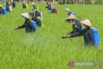 Menjaga produksi padi dengan optimal