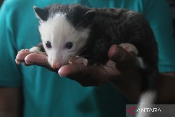 Budi daya musang pandan di Malang